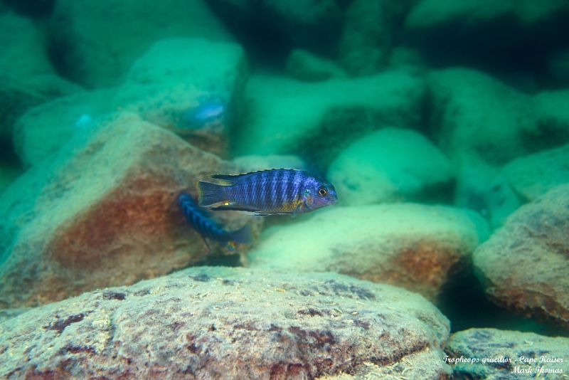 Tropheops gracilior 'Cape Kaiser'